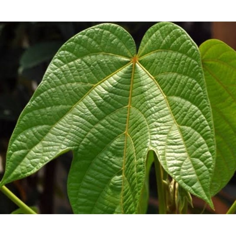 

Daun kluwek segar daun picung segar 1 kg