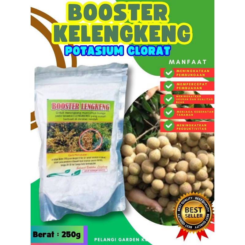 UNGGULAN  Booster Kelengkeng Stek
