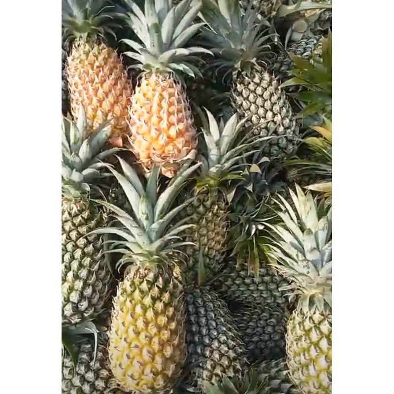 

nanas madu 1 butir