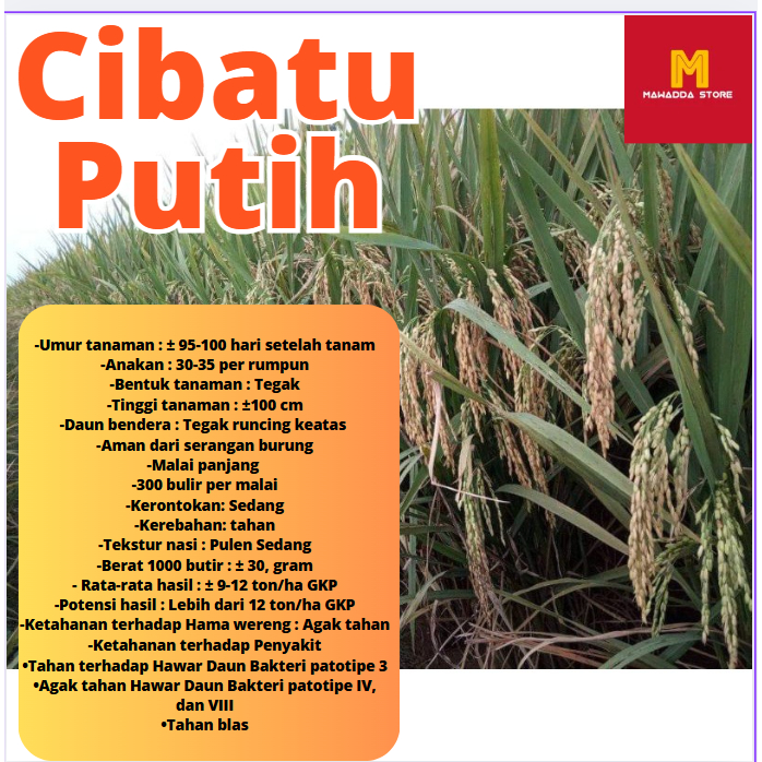 Biji Padi Unggul Cibatu Putih 5KG