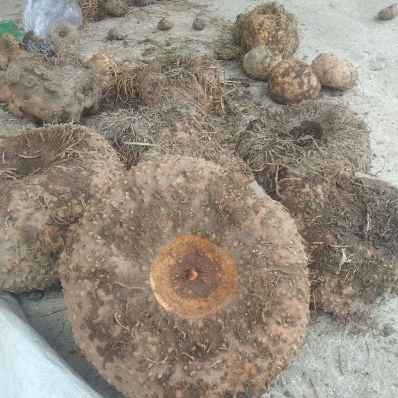 

Umbi porang 1kg