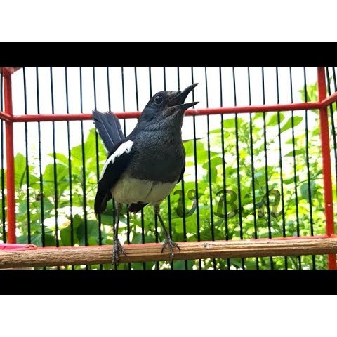 Kacer Dada Putih atau Dada Hitam  Betina Bandung