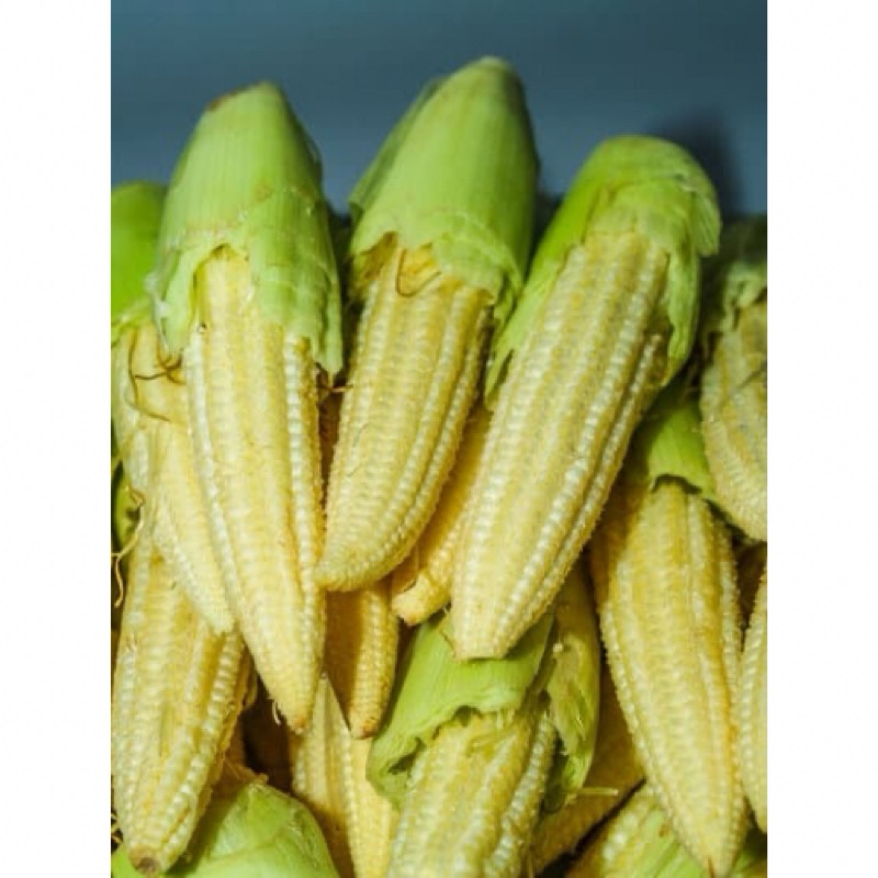 

Baby Corn/ Jagung kecil Janten