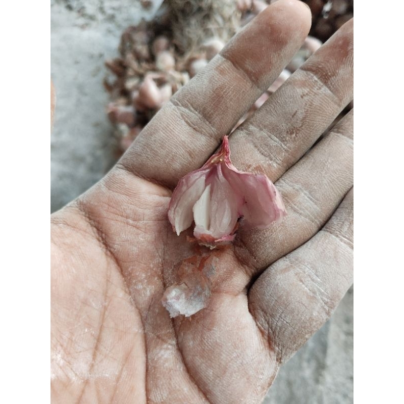 

Bibit bawang merah Tajuk Asli petani siap tanam