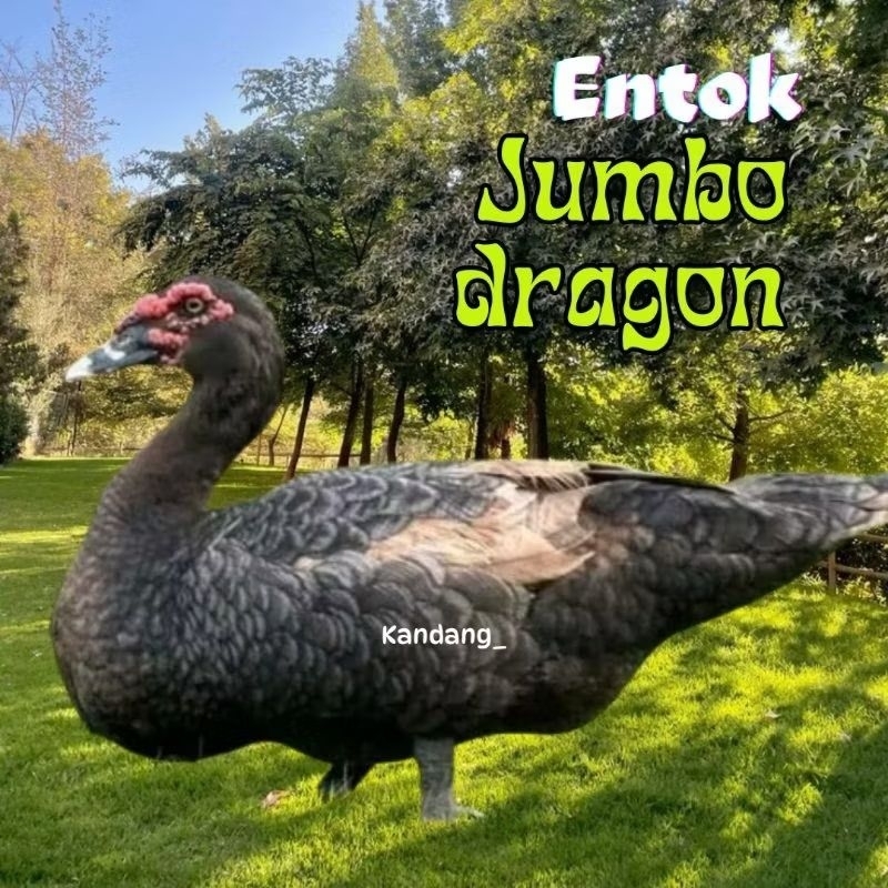telur entok jumbo tronton untuk di tetaskan