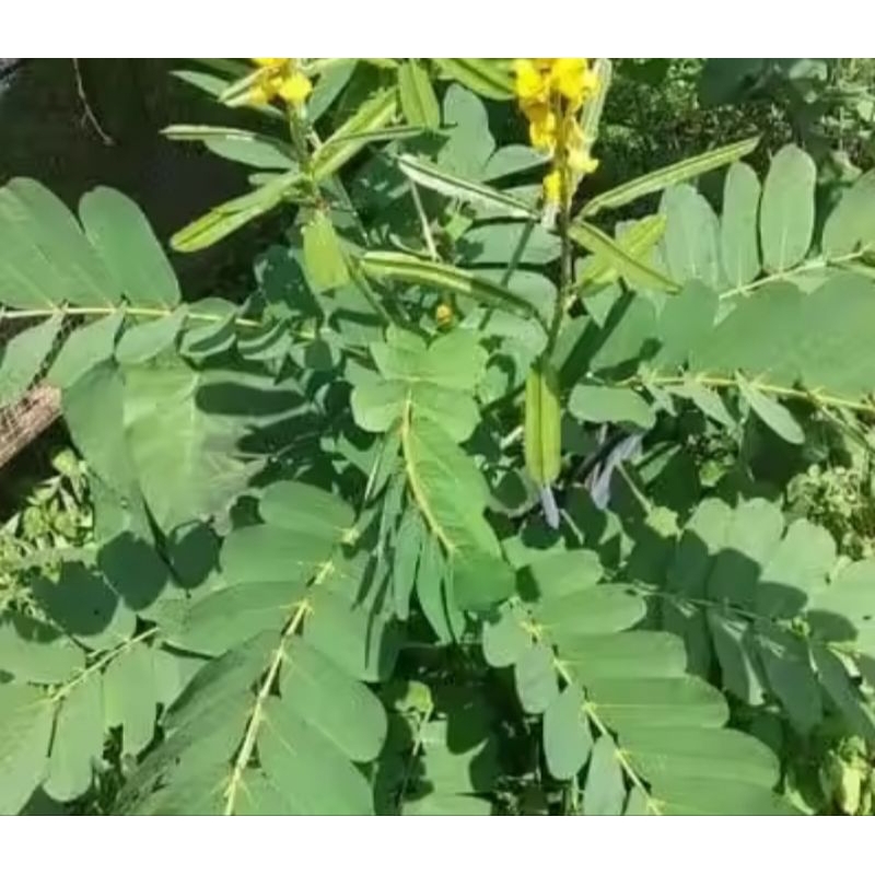 

Daun ketepeng/daun kimanila,100 lembar