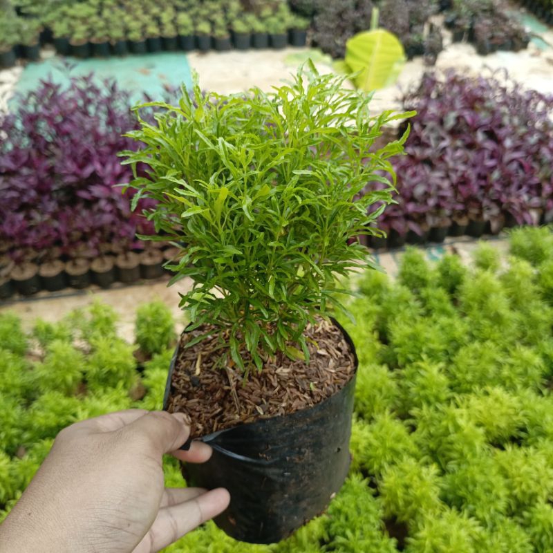 { BISA COD } tanaman hias brokoli hijau pohon brokoli hijau bibit tanaman brokoli hias