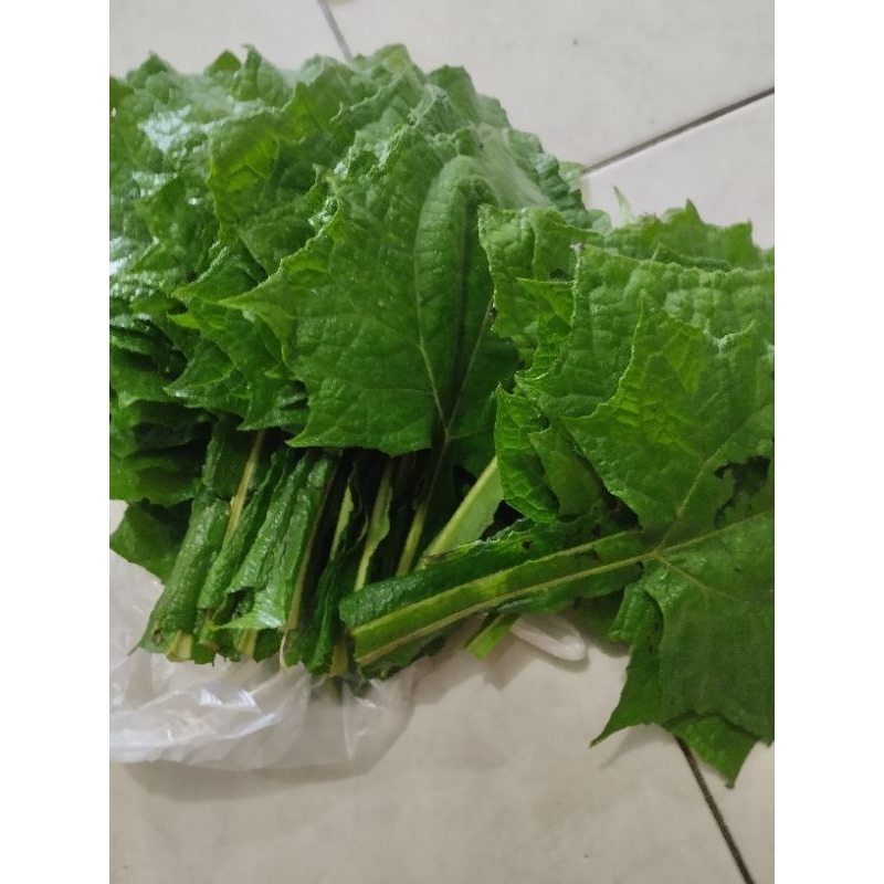 

daun Yakon asli bukan kipait segar 250 gram obat diabet alami