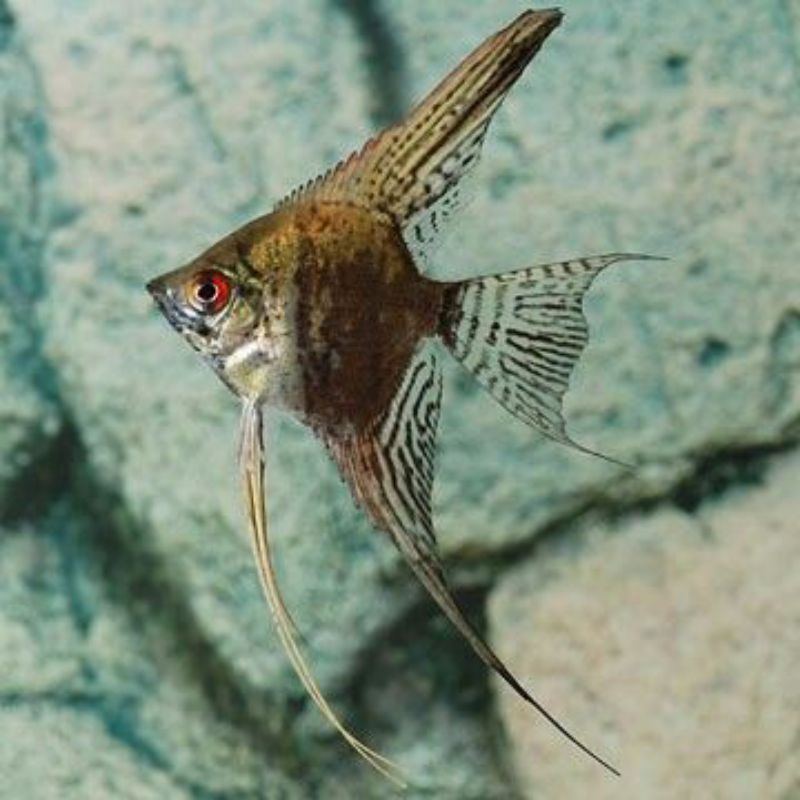 Manfish Smokey  2.5 - 3 cm - Perawatan Aquarium