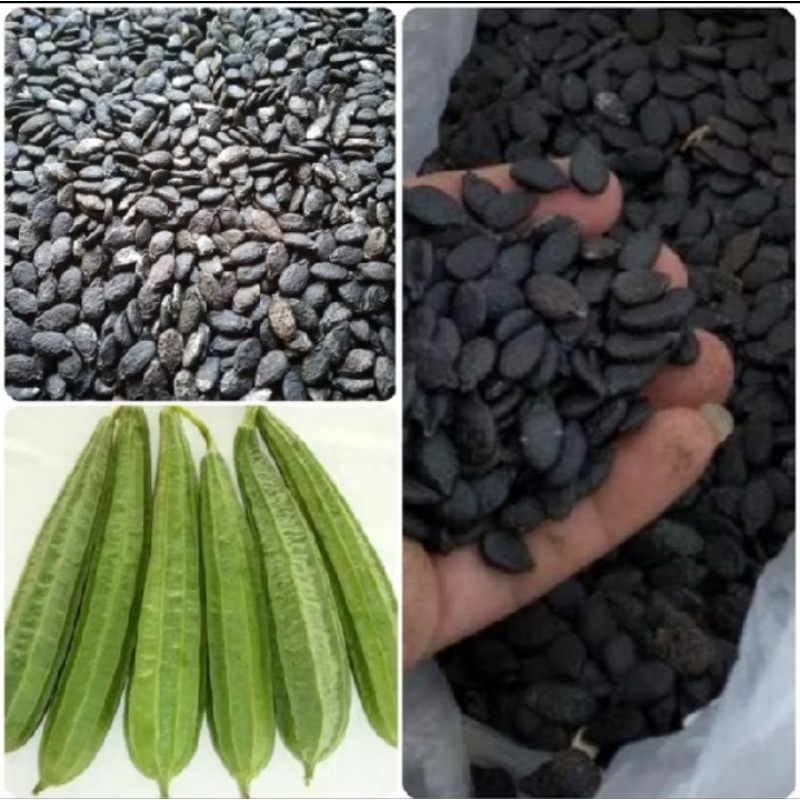 

COD!!!500biji BENIH GAMBAS/OYONG LOKAL