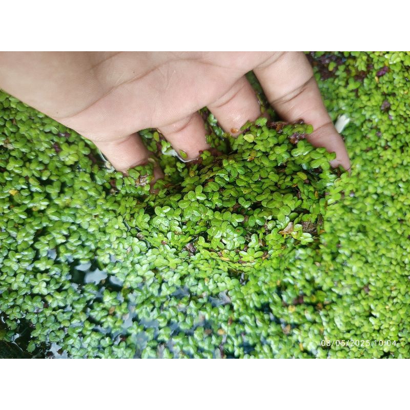 mata lele , tanaman air , tanaman apung , pakan ikan , pakan ternak