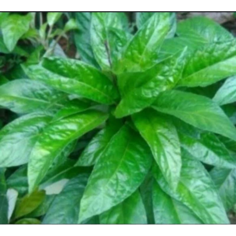 

Daun rendeu/lalapan daun rendeu segar 200 gram