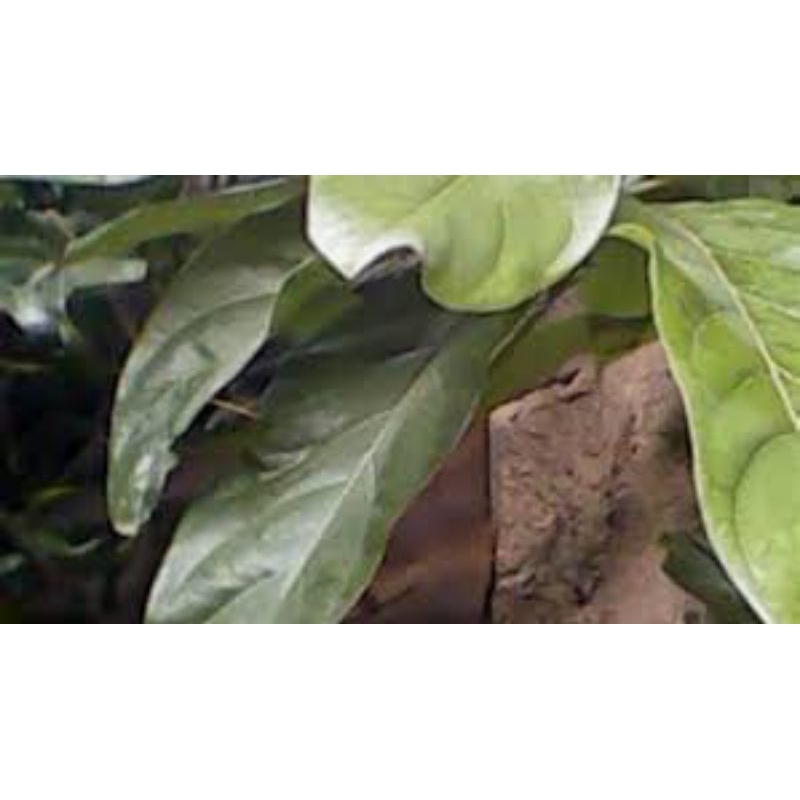 

daun adem ati/insulin randa/segar perlembar/samsul.herbal