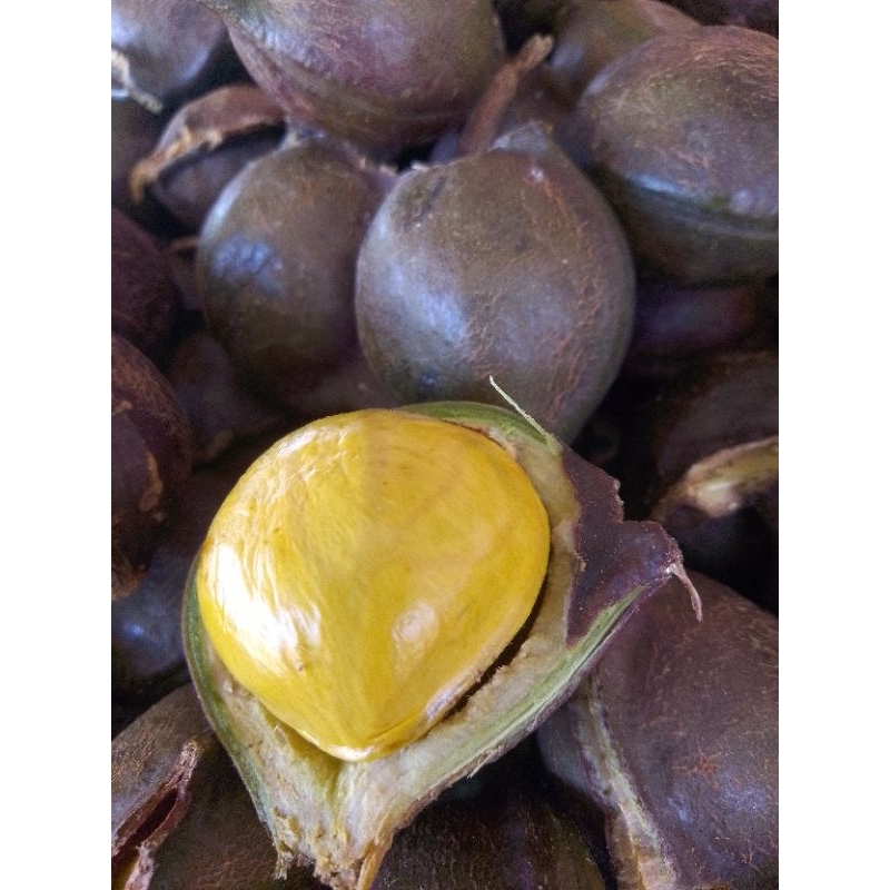 

Jengkol Tua 1 Kg Cocok Untuk Kerupuk, Kalio, Rendang