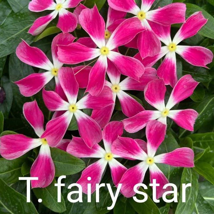 T2 BIJI BENIH BUNGA VINCA FAIRY STAR PINK TEGAK TAPAK DARA JEPANG FRESH SEED
