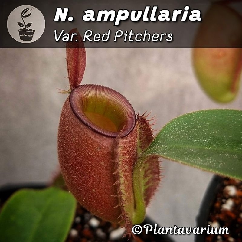 Tanaman Kantung Semar Nepenthes Ampullaria Red