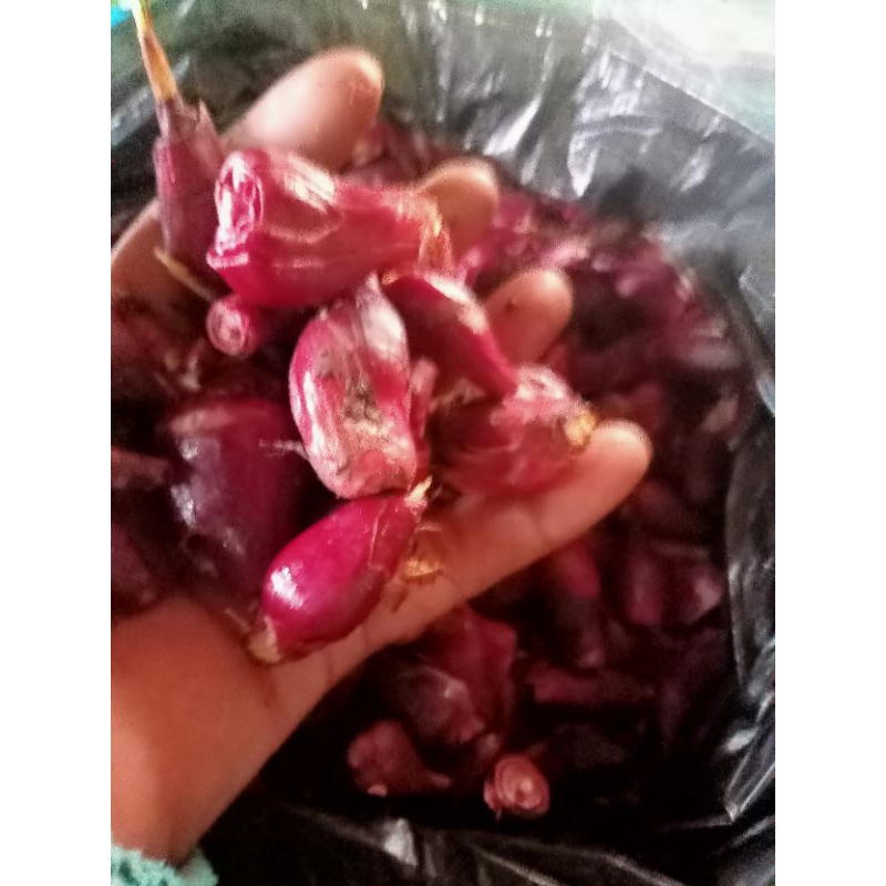 

Bawang.dayak.per.1kg