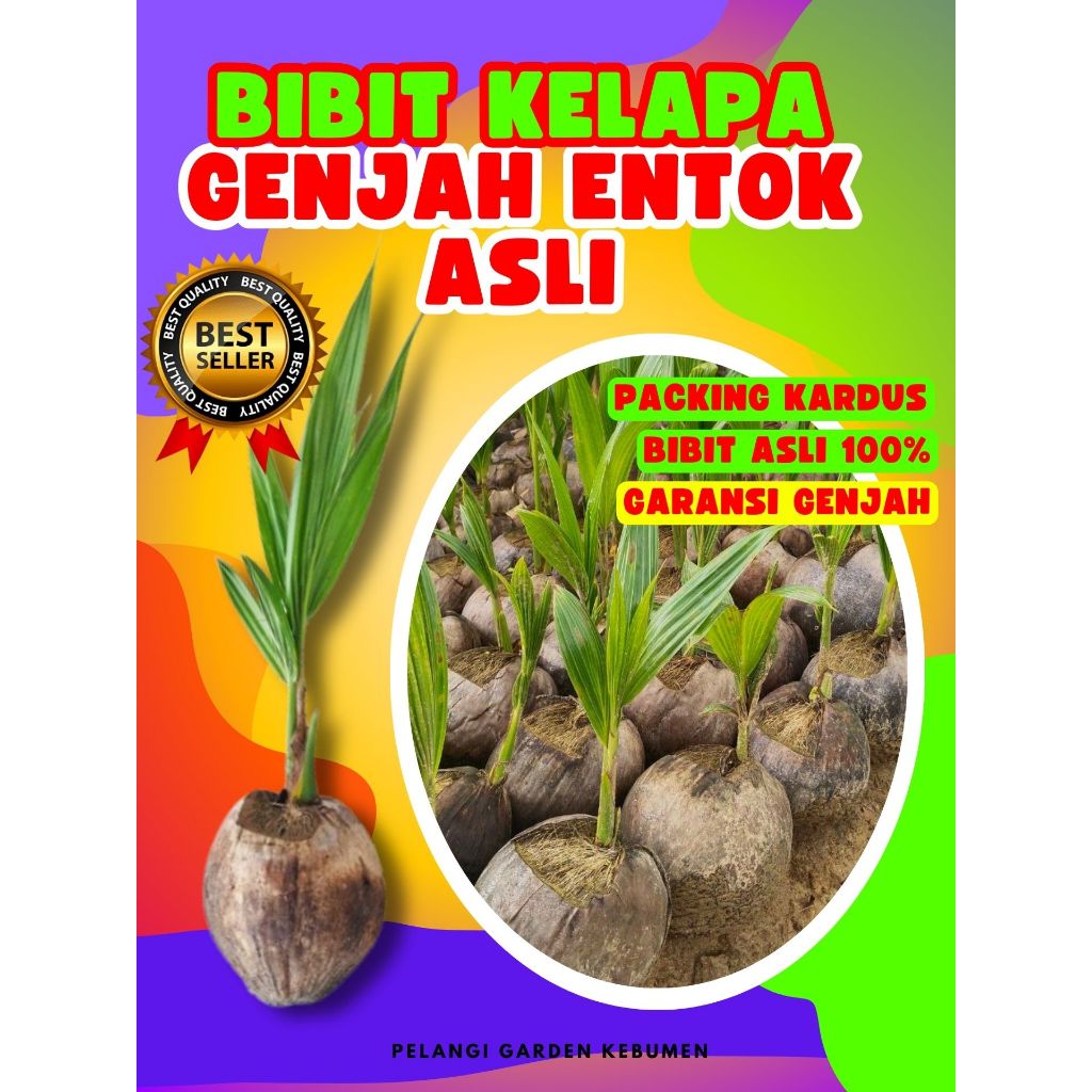 CEPAT BUAH..  Pokok Buah Kelapa Kopyor Asli 100%, Pokok Buah Kelapa Kopyor Asli, Pokok Buah Kelapa K