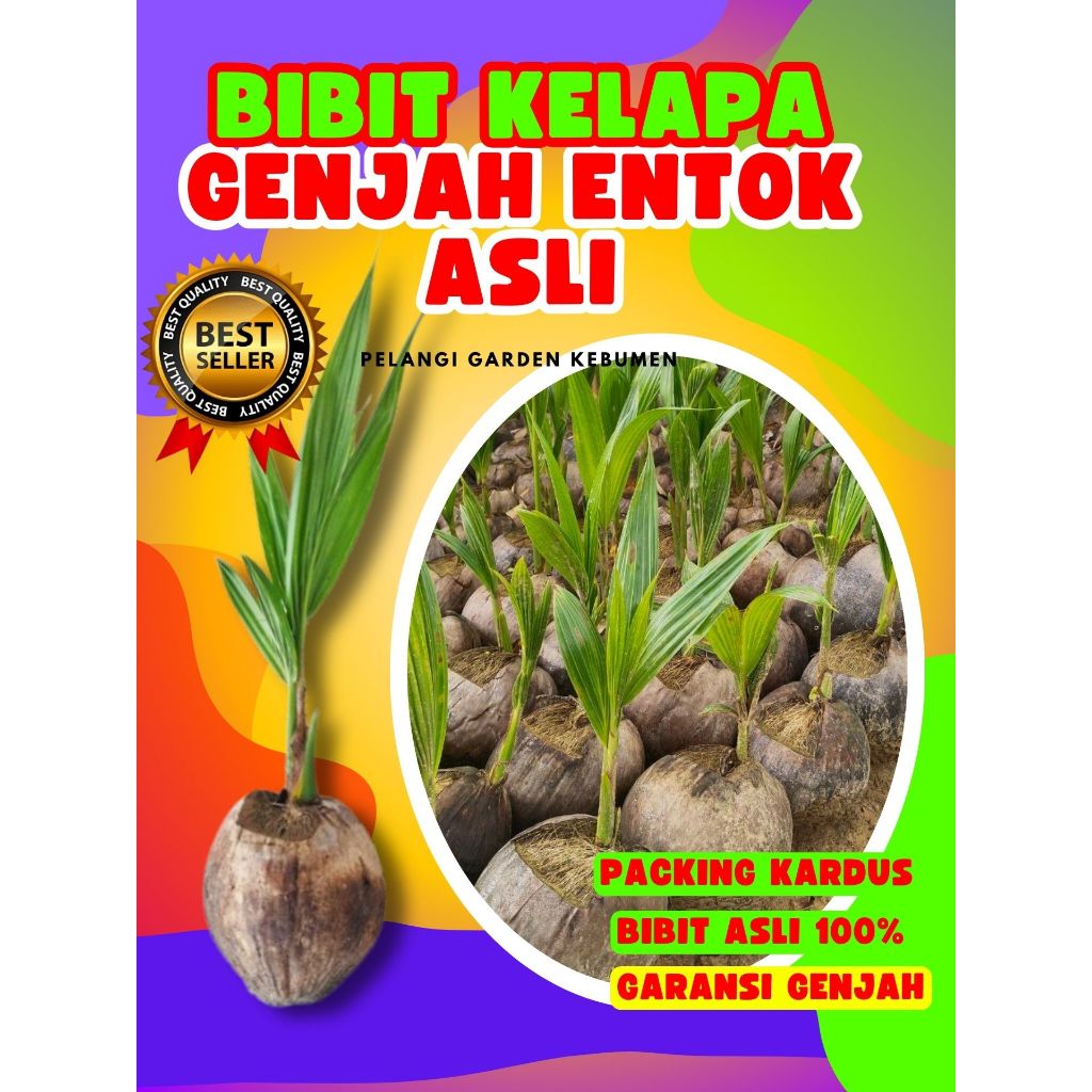 TERBAIK.. Pokok Buah Kelapa Kopyor Madu, Pokok Buah Kelapa Kopyor Sumenep, Pokok Buah Kelapa Kopyor 
