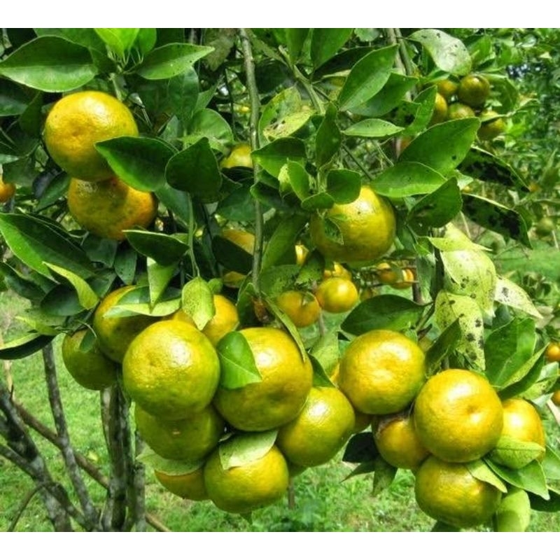 

Buah Jeruk Siam Manis 1kg - Jeruk Semboro Asli Jember Manis 1kg