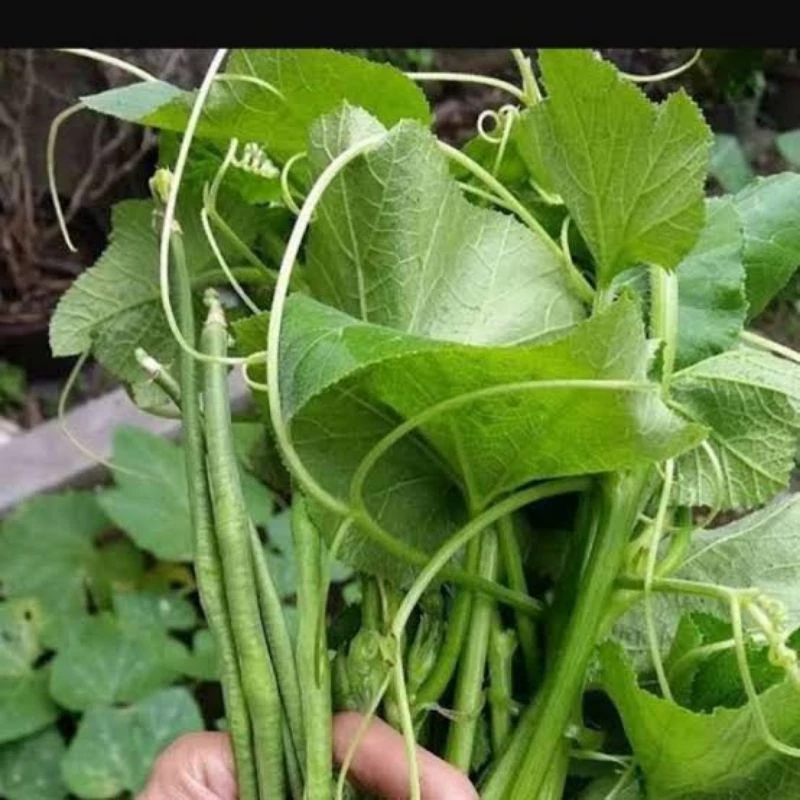 

Sayur Pucuk Labu 1 Ikat Segar