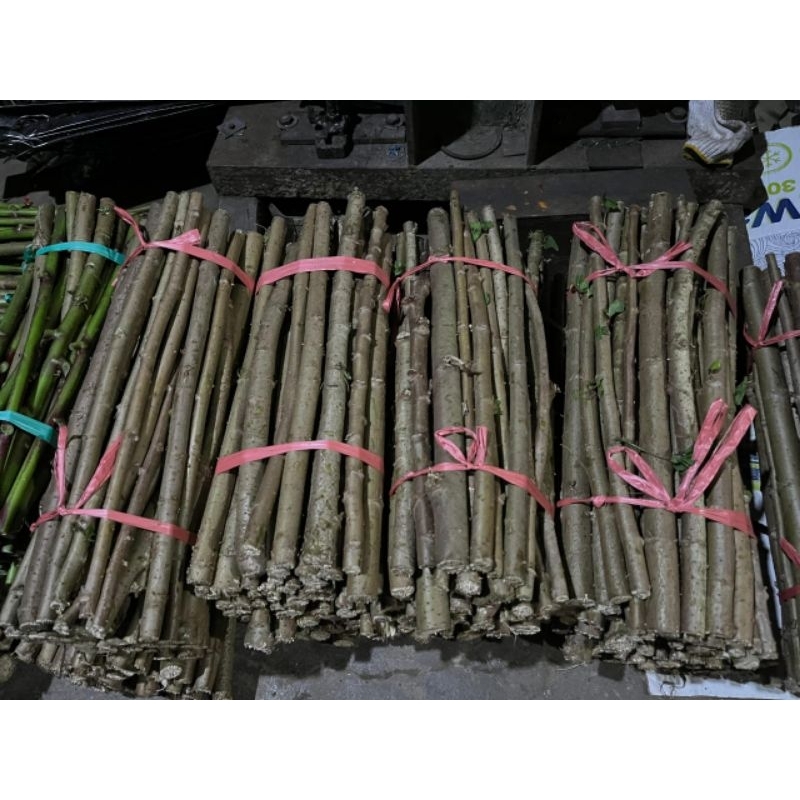 BIBIT SINGKONG PAPUA PAKET 1 KG