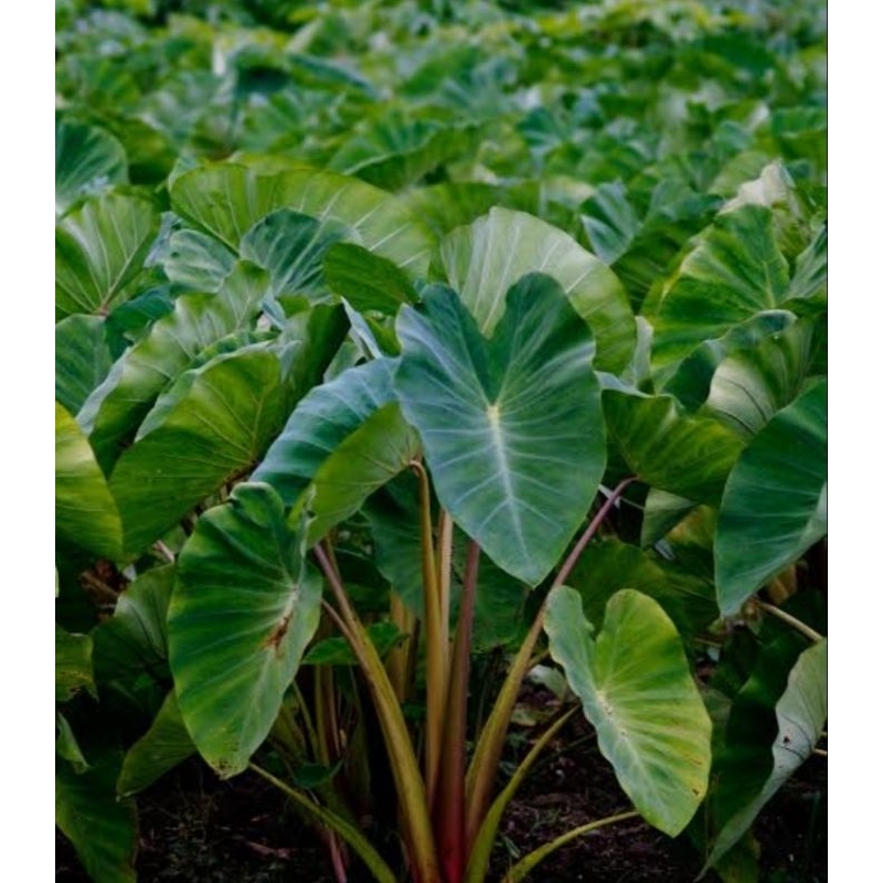 

daun talas segar pres-pres/bungkus buntil isi 15pcs