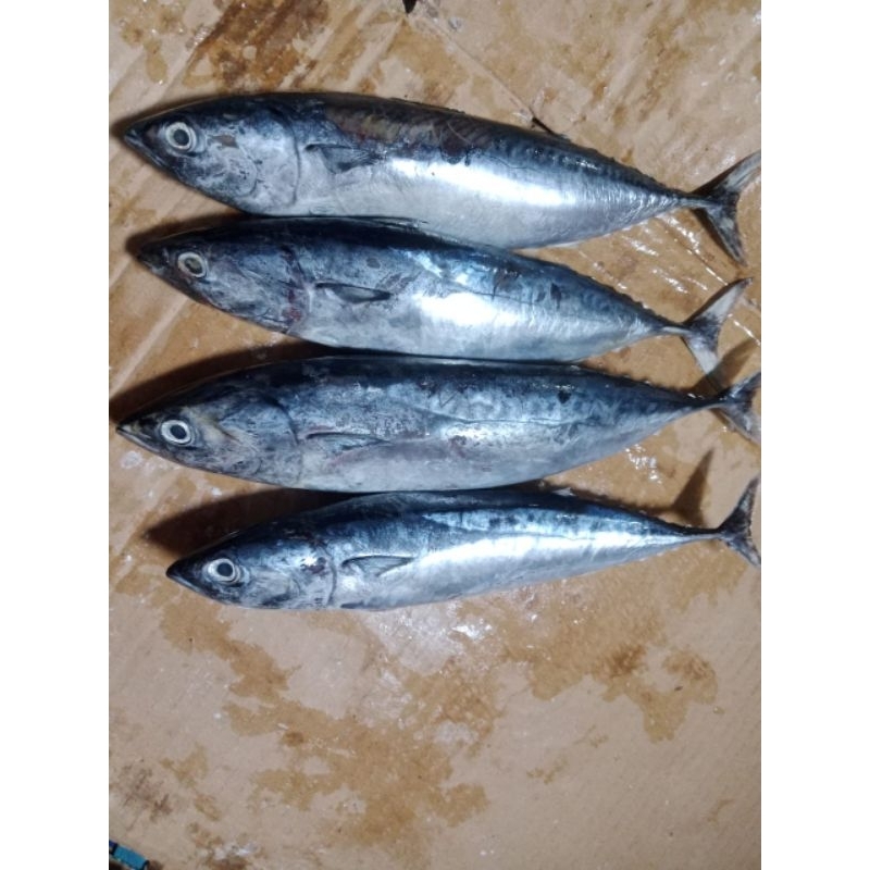 

Ikan Tongkol Frozen Fish Segar 1KG