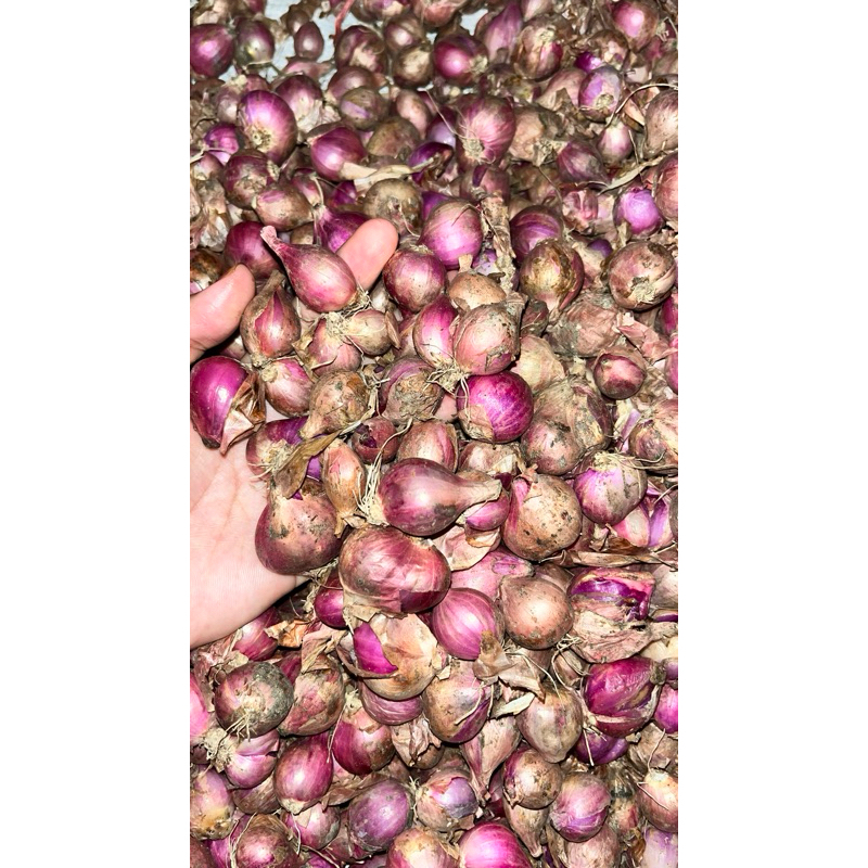 

Bawang merah super