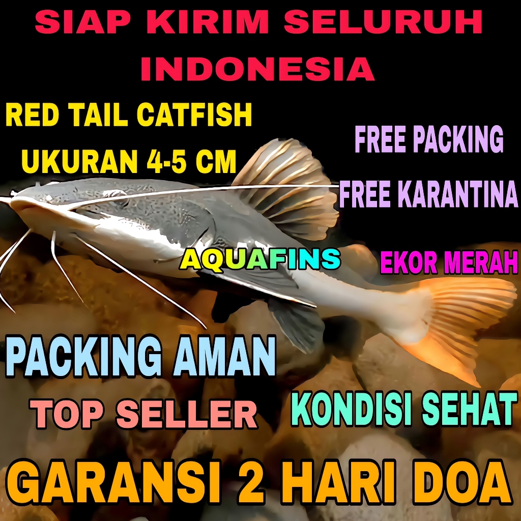 HIASAN LELE AMAZON RED TAIL CATFISH UKURAN 4-5 CM