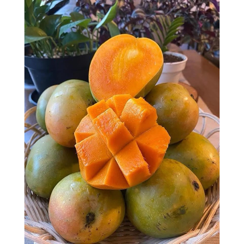 

mangg gincu asli -+1 kg