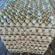 

Sedia telur puyuh fresh