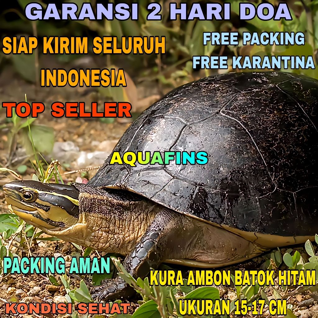 HIASAN KURA AMBON COURA AMBOINENSIS BATOK HITAM UKURAN 15-17 CM