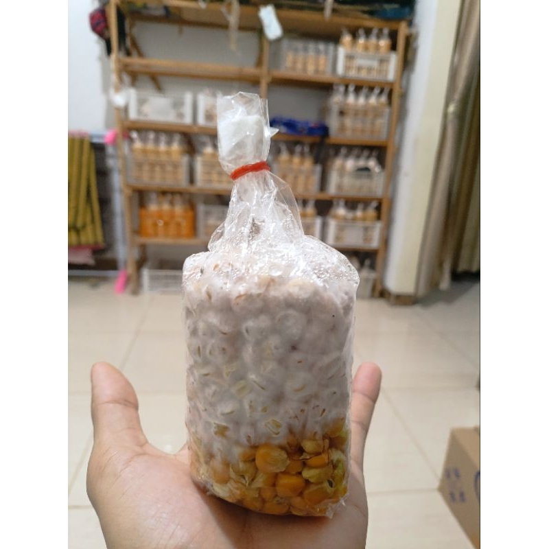 

Bibit jamur f2 siap sebar