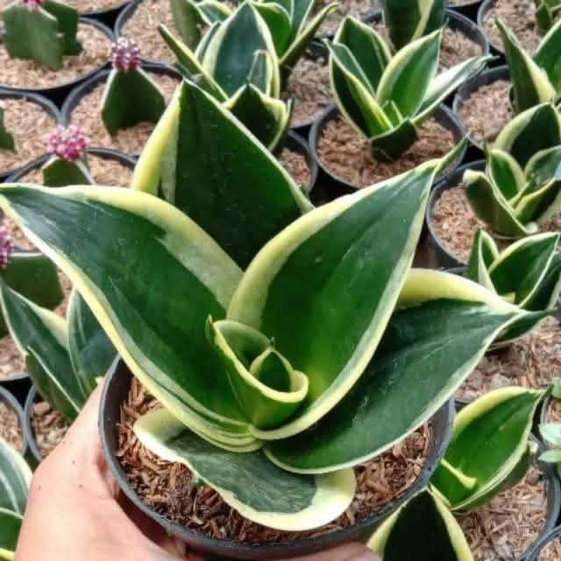 tanaman hias sansivera pagoda / sansivera lidah mertua pagoda