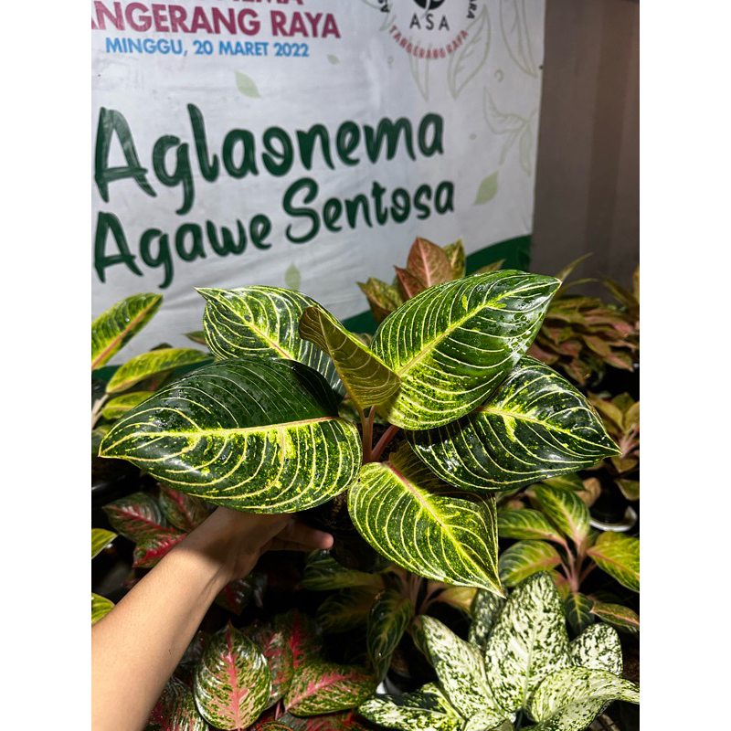 Aglaonema Esmeralda