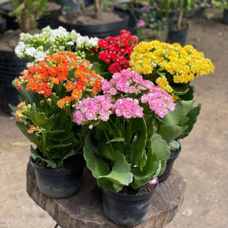 Bunga Calandiva Hidup Tahan Panas Tanaman Hias Cantik Calanchoe Tahan Lama Mudah dirawat Cocor Bebek