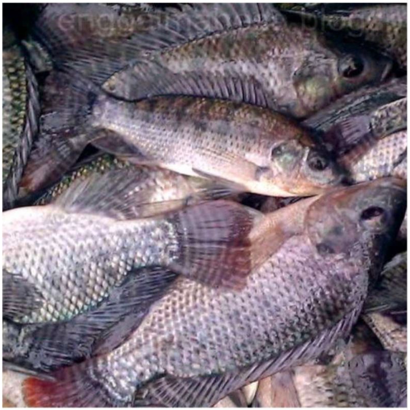 

ikan nila segar hidup 1 kg gudang kota samarinda