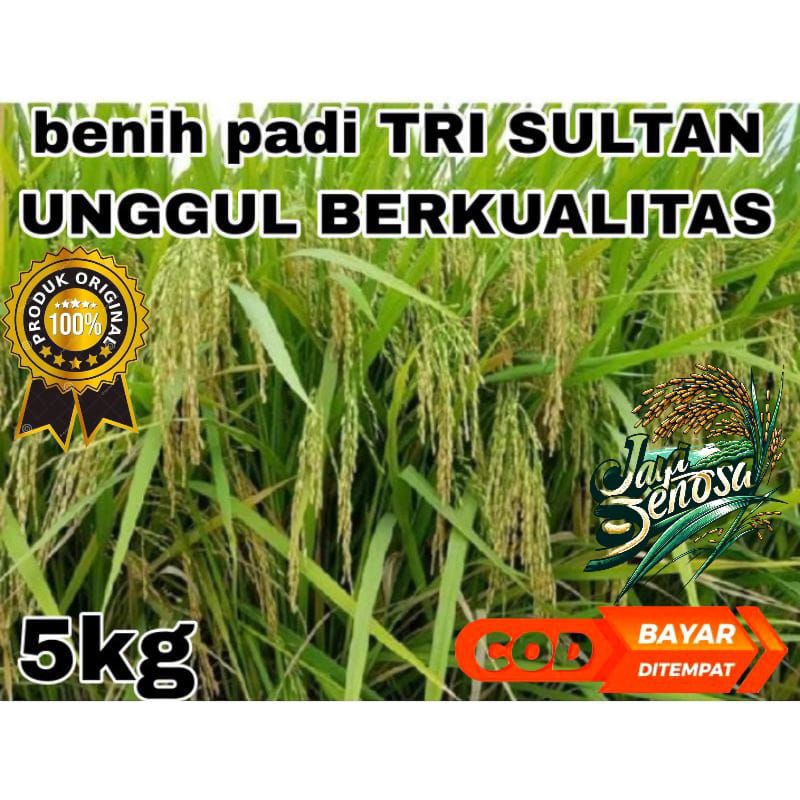 benih padi TRI SULTAN UNGGUL BERKUALITAS kemasan 5kg