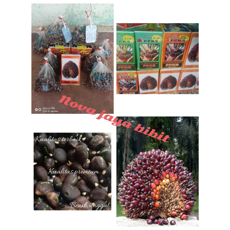bibit kecambah sawit PPKS DxP 540 ng