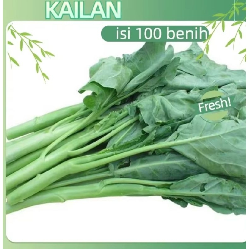 100 Biji benih Kailan FULLWHITE batang besar