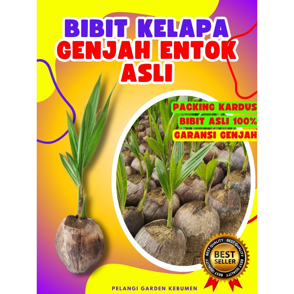 CEPAT PANEN.. Pokok Buah Kelapa Rendah, Pokok Buah Kelapa Tua Bulat, Pokok Buah Kelapa Tua Utuh