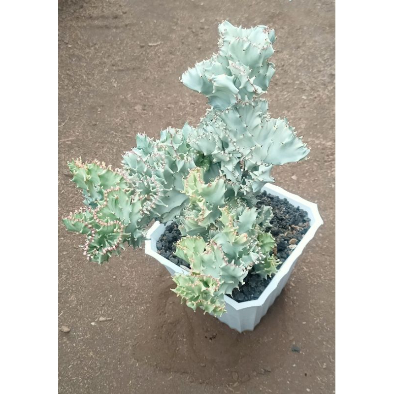 Euphorbia lactea putih susu jumbo