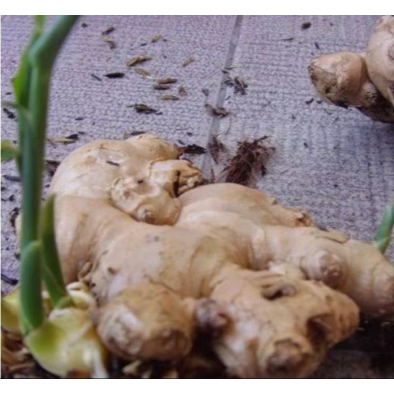 bibit jahe gajah putih rimpang,benih jahe gajah,bibit jahe