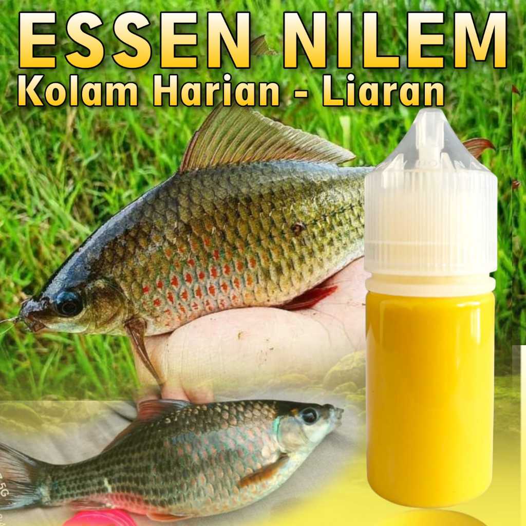 Essen Ikan Nilem Kolam Harian Dan Liaran Paling GACOR Segala Umpan, Essen Putra Sulung Spesialis Man