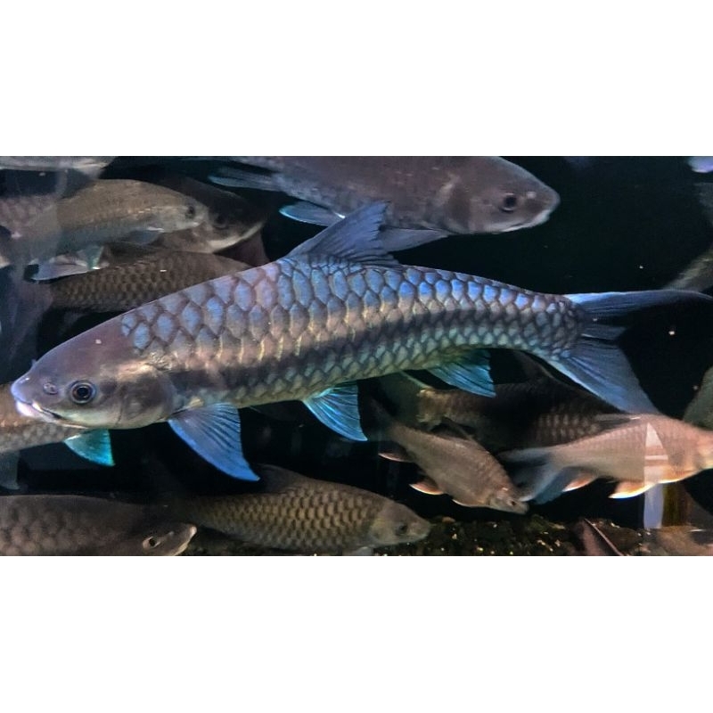 Mainan Neo Baoshan (Blue Chinese Mahseer) 10-12cm