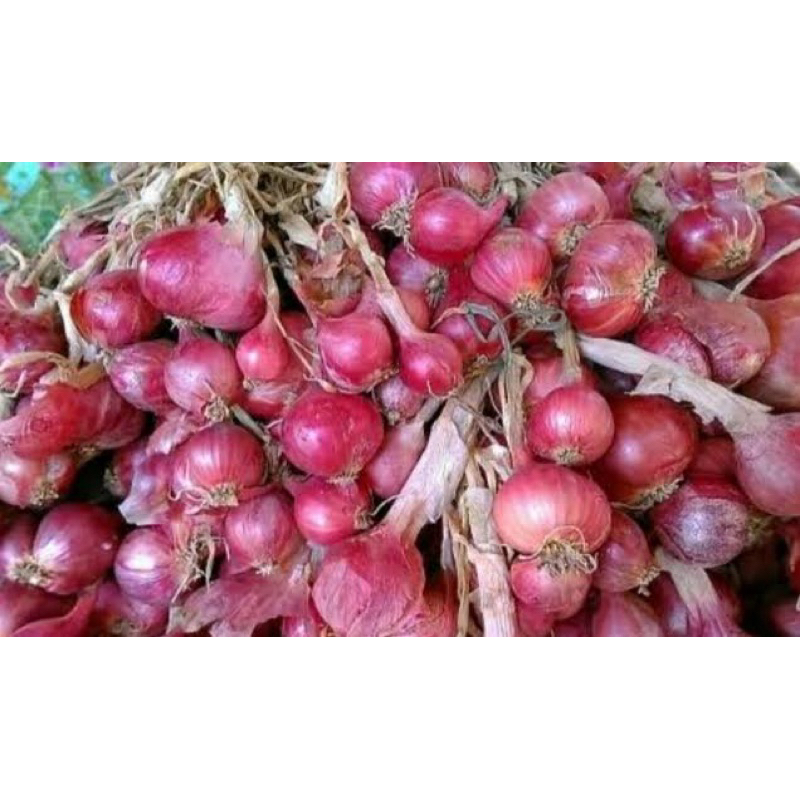 

Bawang Merah Birma