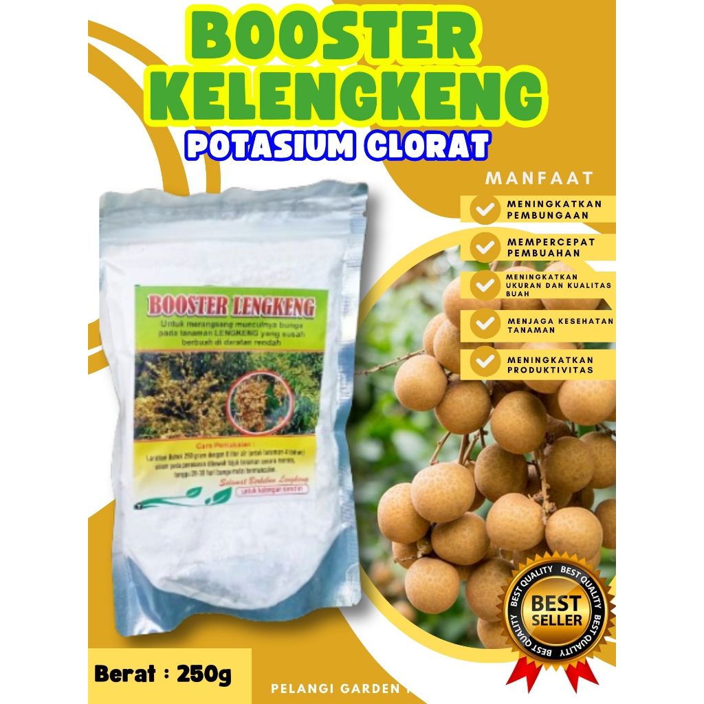 HASIL PANEN BERLIPAT  Booster Kelengkeng Cangkok, Booster Kelengkeng Cangkok Batang Besar Berbuah, B