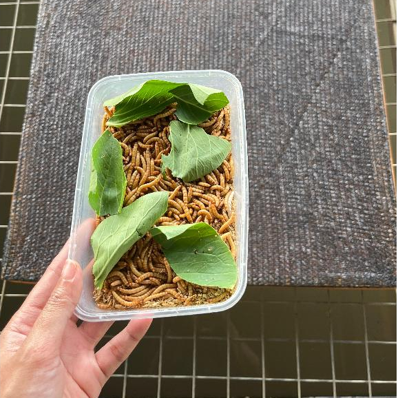 Paket Kepik + Kotak Ulat Hongkong siap ternak