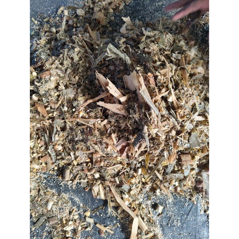 30 KG SILASE - PAKAN TERNAK KAMBING MAUPUN SAPI CAMPURAN PACHONG + TUMPI JAGUNG